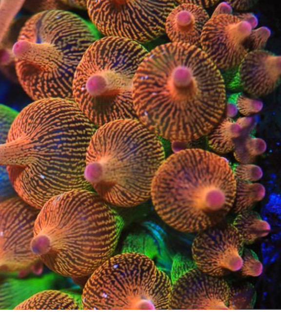bubbletip anemone at aquatic technology