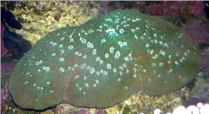 green tongue coral for sale