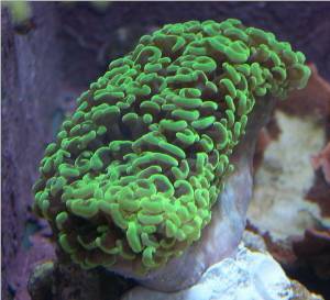 cultured green hammer coral, Euphylia ancora for sale