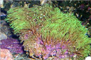 green star polyps