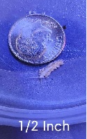 berghia nudibranch one half inch