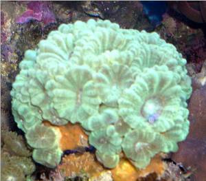 cultured green caulastrea for sale