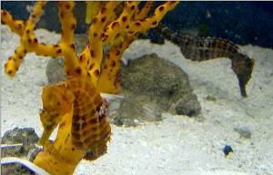 H reidii