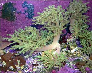 green nepthya