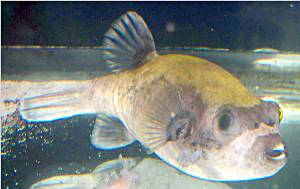red sea masked puffer