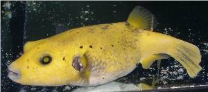 orange dog faced puffer