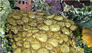 green zoanthids