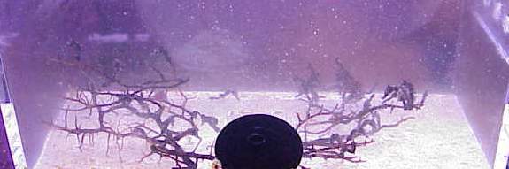 hippocampus