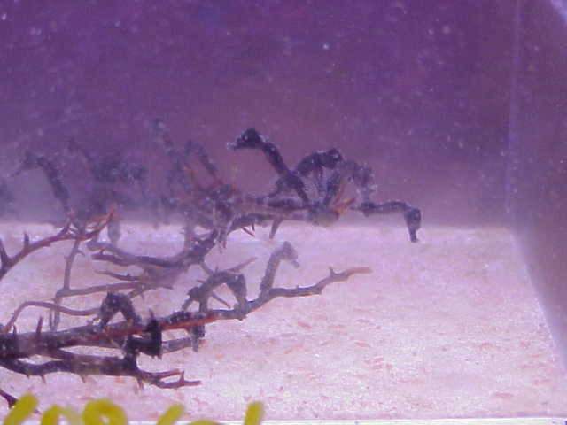 seahorse