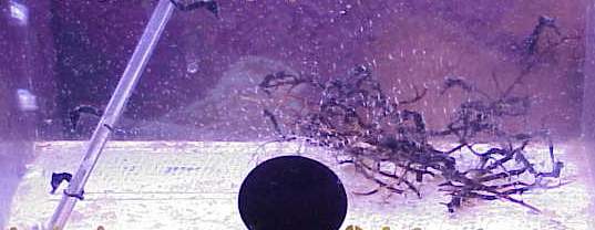 hippocampus