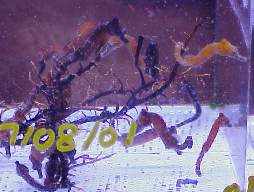 captive raised seahorse