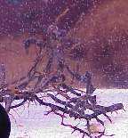 sea horse