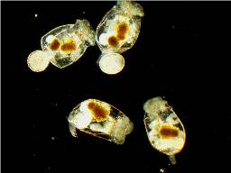 Saltwater Rotifer