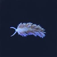 berghia nudibranch